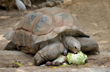 Royalty Free Photo of a Gigantskoya Turtle at the Zoo Having a Meal 