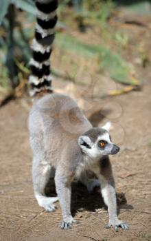 Royalty Free Photo of a Lemur and Babies