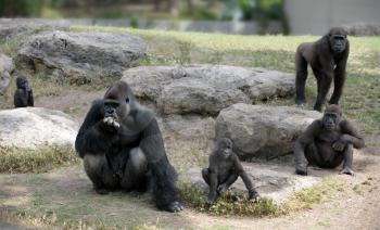 Royalty Free Photo of Gorillas