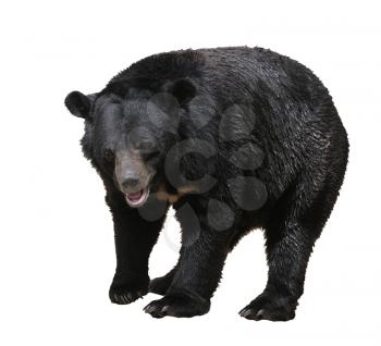 Large bear with black fur at the zoo, isolated.