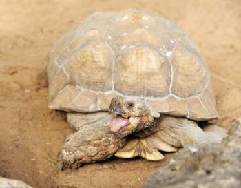 Royalty Free Photo of a Turtle With Its Mouth Open
