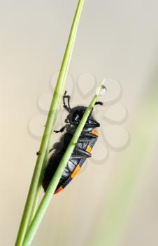 Royalty Free Photo of an Orange and Black Beetle