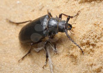 Royalty Free Photo of a Beetle on the Sand