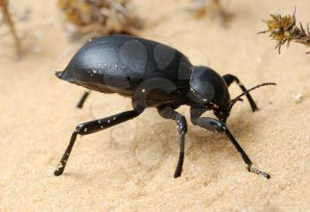 Royalty Free Photo of a Beetle on the Desert Sand