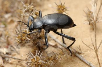 Royalty Free Photo of a Black Beetle