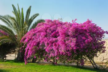 Royalty Free Photo of a Tree With Bright Flowers