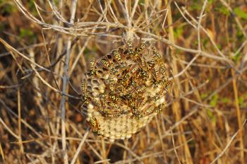 Royalty Free Photo of Wasps in a Nest
