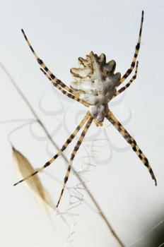 Royalty Free Photo of an Argiope Spider on the Web