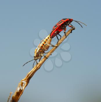 Royalty Free Photo of Two Bugs Mate on a Blade of Grass
