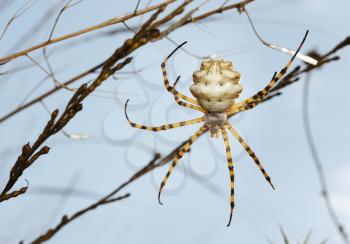 Royalty Free Photo of an Argiope Spider on the Web