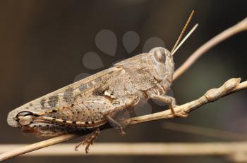 Royalty Free Photo of a Grasshopper on a Dry Plant
