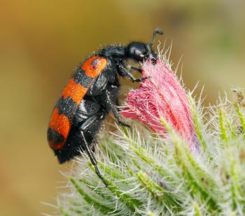 Royalty Free Photo of an Orange and Black Blister Beetle on a Flower