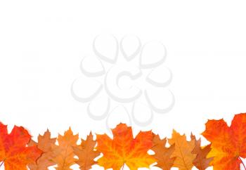 Royalty Free Photo of Leaves at the Bottom of White Space