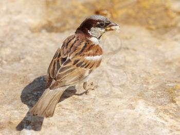 Royalty Free Photo of a Sparrow With a Bread Crumb in Its Beak