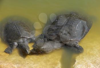 Royalty Free Photo of Two Turtles