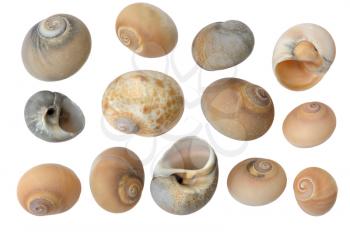 Royalty Free Photo of Sea Shells