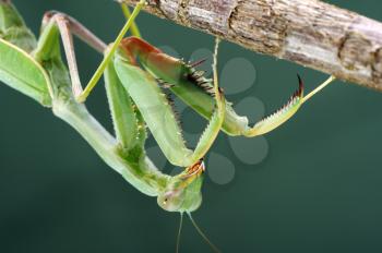 Royalty Free Photo of a Praying Mantis