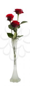 Royalty Free Photo of Three Roses in a Vase