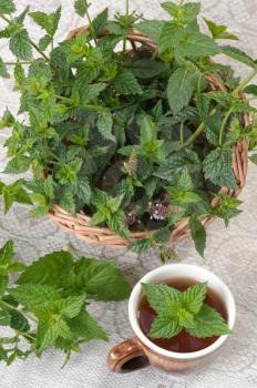 Royalty Free Photo of Mint in a Pot and a Cup of Tea