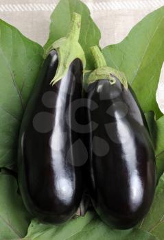 Royalty Free Photo of Two Eggplants on Leaves
