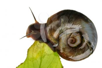 Royalty Free Photo of a Great Ramshorn Water Snail on a Leaf