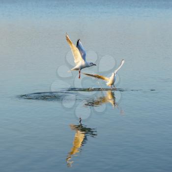 Royalty Free Photo of Gulls on a Lake