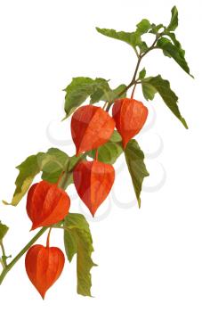 Royalty Free Photo of a Physalis