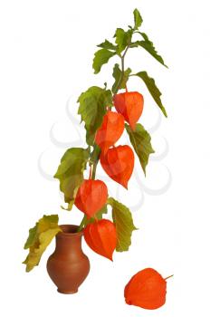 Royalty Free Photo of Physalis, the Brightest Autumn Plant in a Clay Pot