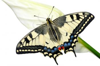 Royalty Free Photo of a Swallowtail Butterfly on a Flower