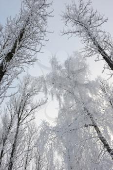 Royalty Free Photo of Trees With Frost