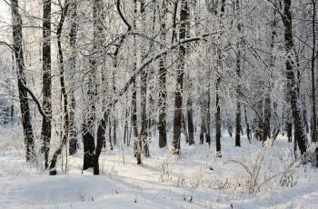 Royalty Free Photo of a Forest in Winter With the Trees Covered in Rime