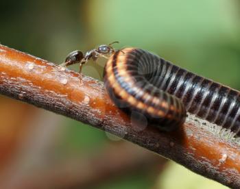 Royalty Free Photo of an Ant and a Millipede