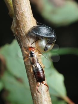 Royalty Free Photo of a Carrion Beetle and Earwig With a Snail Shell on a Branch