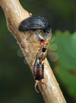 Royalty Free Photo of a Carrion Beetle and Earwig With a Snail Shell on a Branch