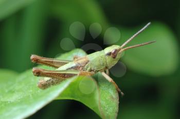 Royalty Free Photo of a Grasshopper in the Grass