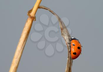 Royalty Free Photo of a Ladybird (Coccinella Septempunctata) on a Blade of Dried Grass