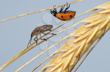 Royalty Free Photo of Two Bugs on a Plant