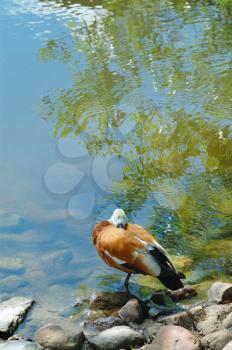 Royalty Free Photo of a Duck at the Edge of a Pond