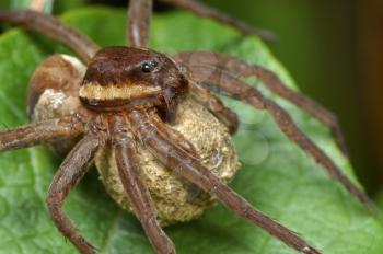 Royalty Free Photo of a Large Spider Dolomedes Fimbriatus With a Cocoon.