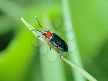 Royalty Free Photo of a Red and Black Beetle on a Stem
