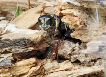 Royalty Free Photo of a Wasp and an Ant on a Rock