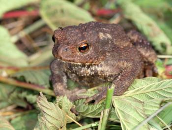 Royalty Free Photo of a Toad