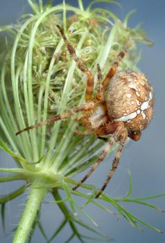 Royalty Free Photo of a Spider on a Plant