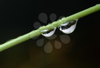 Royalty Free Photo of Dewdrops on a Blade