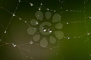 Royalty Free Photo of Dewdrops on a Web