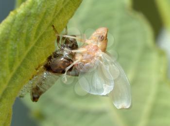 Royalty Free Photo of a Young Cicada Shedding Its Old Skin