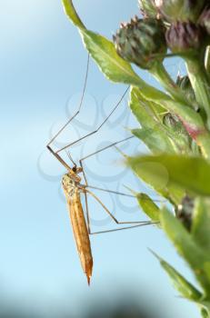 Royalty Free Photo of a Mosquito Crane-Flyy on a Plant, Against the Sky.