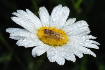 Royalty Free Photo of a Fly on a Daisy With Dewdrops