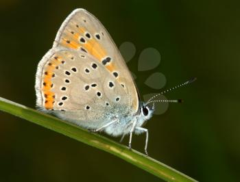 Royalty Free Photo of a Butterfly on a Blade of Grass