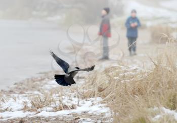 Royalty Free Photo of a Raven Flying Towards Two Children at the Lake